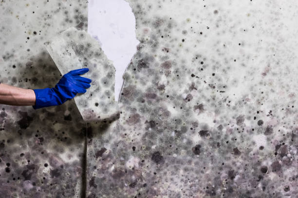 Professional Mold Remediation in Bayou Vista, LA